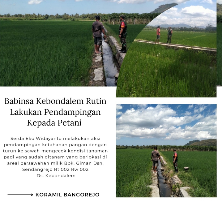 Babinsa Kebondalem Rutin Lakukan Pendampingan Kepada Petani