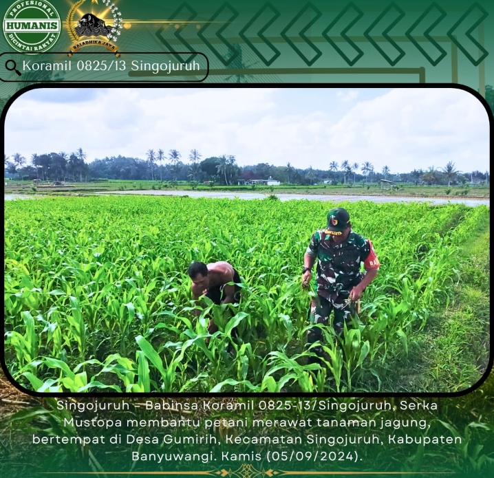 Babinsa Koramil 0825-13/Singojuruh Bantu Perawatan Tanaman Jagung