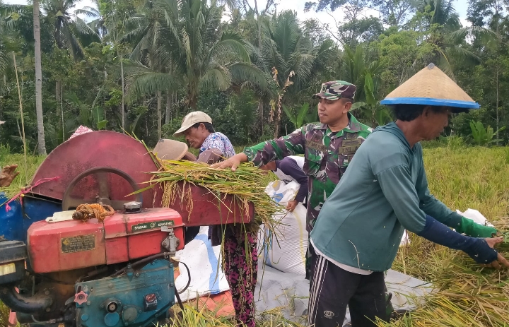Babinsa Koramil 0825-20/ Songgon Bersinergi dengan Petani, Dampingi Panen Padi di Desa Sumberarum