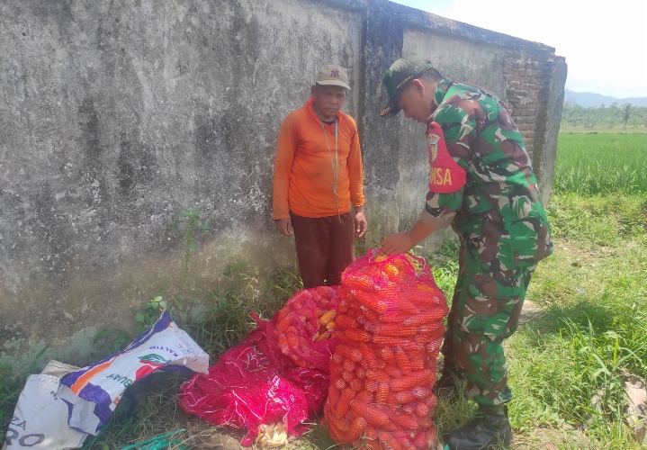 Babinsa Koramil 0825/05 Kalibaru Bantu Petani Panen Jagung