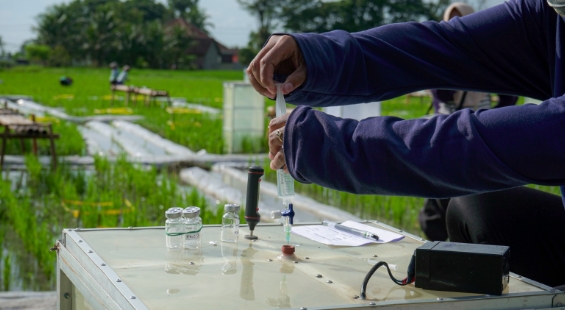 Banyuwangi Membuat Terobosan Dengan Mengembangkan Beras Biofortifikasi 