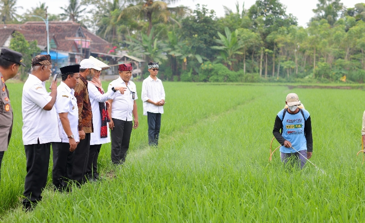 Beras Organik Banyuwangi Kini Tersedia di 18.000 Supermarket se-Indonesia