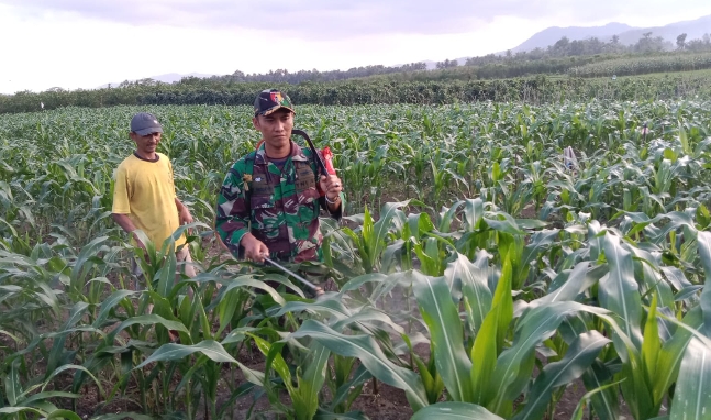 Dukung Ketahanan Pangan, Babinsa Ringintelu Bantu Petani Melaksanakan Penyemprotan