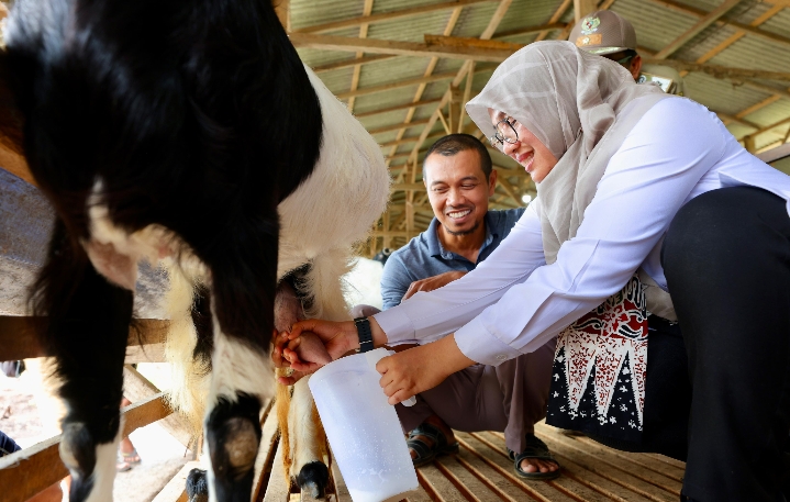 Jarot Setiawan Mantan TKI Sukses Kembangkan Usaha Susu Kambing Perah di Banyuwangi