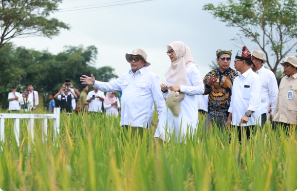 Kabupaten Banyuwangi Meluncurkan Ekosistem Beras Biofortifikasi Sunwangi