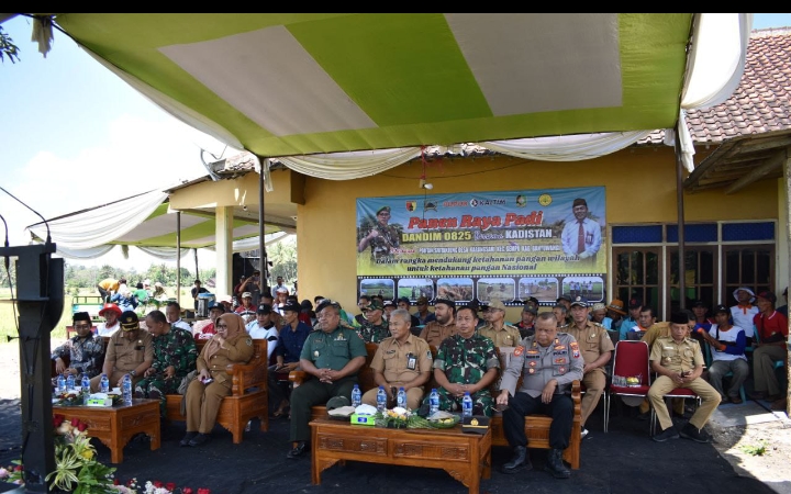 Kodim 0825/Banyuwangi Laksanakan Panen Raya Bersama Dinas Pertanian dan Masyarakat Kecamatan Sempu