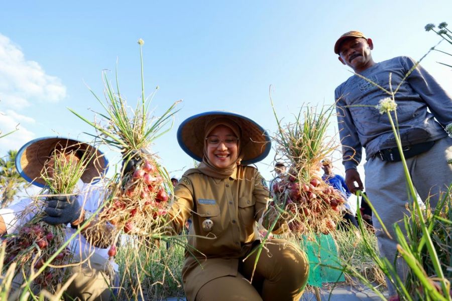 Perkuat Produksi, Kelompok Tani di Banyuwangi Mengembangkan Bawang Merah Semiorganik