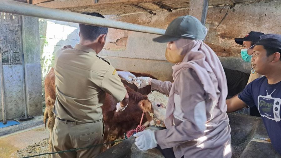 Menjelang Idul Adha, Banyuwangi Antisipasi Terhadap Peredaran Hewan Kurban yang Menderita Penyakit