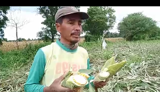 Diduga Oknum PTPN XII Tebang Tanaman Jagung Milik Warga Tanpa Pemberitahuan Sebelumnya