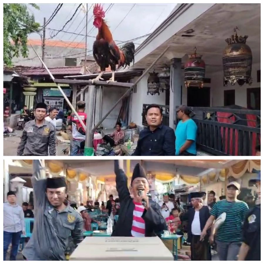 Pagelaran Lomba Ayam Kekok Aliansi Madura Indonesia, Dihadiri 4 Kabupaten Madura Raya