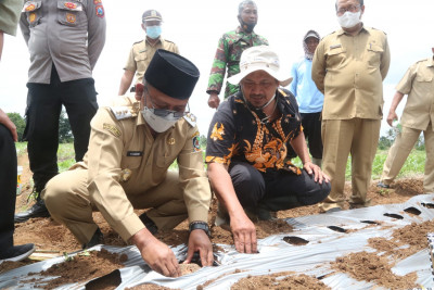Para Petani di Banyuwangi Kembangkan Tanaman Porang