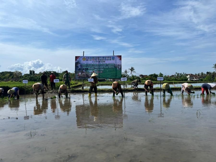 Pemerintah Kabupaten Banyuwangi Percepat Tanam Padi Serentak