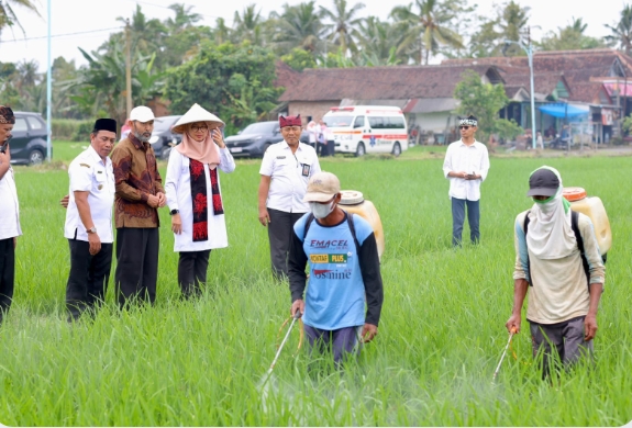 Pemkab Banyuwangi Menargetkan Produksi Beras Mencapai 800.000 Ton Pada Tahun 2025