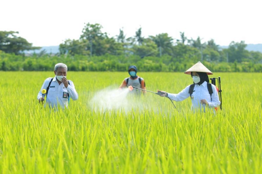 Pemkab Banyuwangi Gelontorkan Bantuan 197,12 Ton Benih Padi