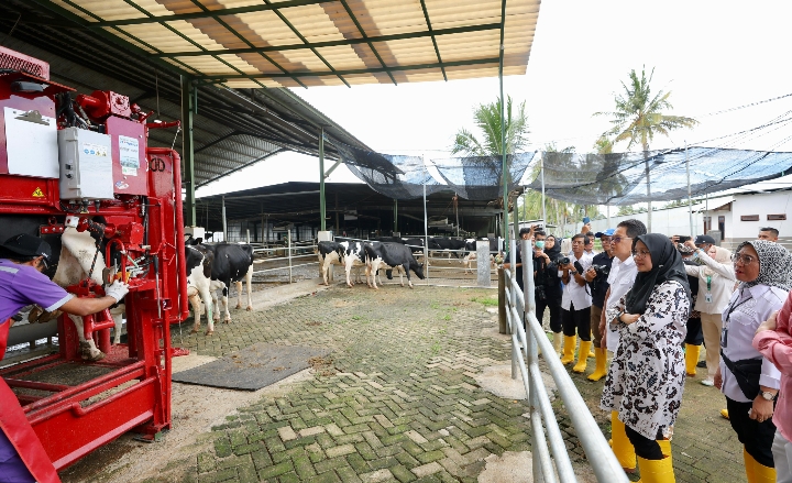 Produksi Susu Segar di Banyuwangi Kini Terus Digenjot Untuk Ditingkatkan Produksinya