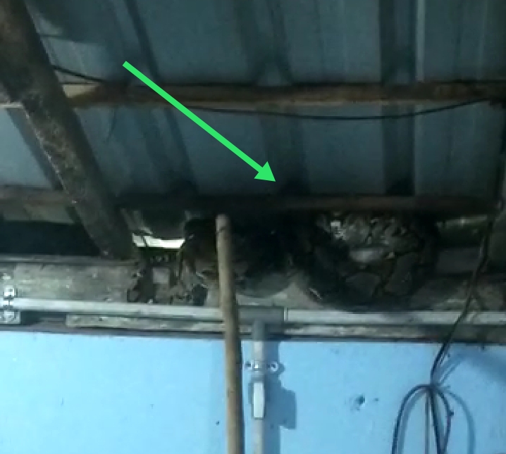Ular Phyton Panjang 2.5 meter Bikin Geger Warga Manggisan Banyuwangi